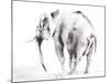 Lone Elephant Gray Crop-Aimee Del Valle-Mounted Art Print