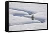 Lone Evergreen Tree in the Snow with a Meandering Stream-James Hager-Framed Stretched Canvas