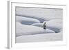 Lone Evergreen Tree in the Snow with a Meandering Stream-James Hager-Framed Photographic Print