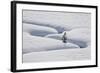 Lone Evergreen Tree in the Snow with a Meandering Stream-James Hager-Framed Photographic Print