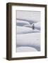 Lone Evergreen Tree in the Snow with a Meandering Stream-James Hager-Framed Photographic Print