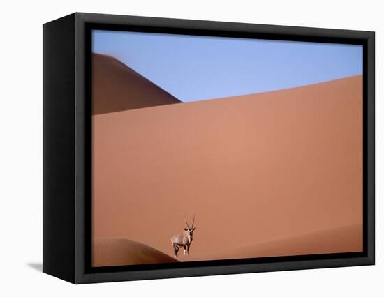 Lone Gemsbok Walking On Sand Dunes-Richard Olivier-Framed Stretched Canvas