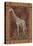 Lone Giraffe-Kathleen Denis-Stretched Canvas