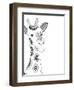 Lone Giraffe-Pam Varacek-Framed Art Print