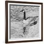 Lone Goose 2-Rusty Frentner-Framed Giclee Print