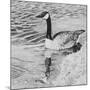 Lone Goose 2-Rusty Frentner-Mounted Giclee Print