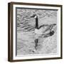 Lone Goose 2-Rusty Frentner-Framed Giclee Print