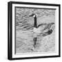 Lone Goose 2-Rusty Frentner-Framed Giclee Print