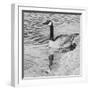 Lone Goose 2-Rusty Frentner-Framed Giclee Print
