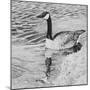 Lone Goose 2-Rusty Frentner-Mounted Giclee Print