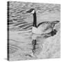 Lone Goose 2-Rusty Frentner-Stretched Canvas