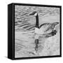 Lone Goose 2-Rusty Frentner-Framed Stretched Canvas