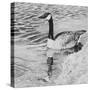 Lone Goose 2-Rusty Frentner-Stretched Canvas