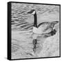 Lone Goose 2-Rusty Frentner-Framed Stretched Canvas