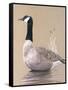Lone Goose-Rusty Frentner-Framed Stretched Canvas