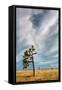 Lone Joshua Tree Landscape-Vincent James-Framed Stretched Canvas