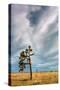 Lone Joshua Tree Landscape-Vincent James-Stretched Canvas