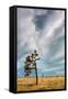 Lone Joshua Tree Landscape-Vincent James-Framed Stretched Canvas