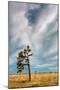 Lone Joshua Tree Landscape-Vincent James-Mounted Photographic Print