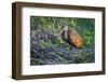 Lone juvenile limpkin posing in the early morning light-Sheila Haddad-Framed Photographic Print