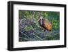 Lone juvenile limpkin posing in the early morning light-Sheila Haddad-Framed Photographic Print