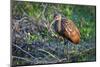 Lone juvenile limpkin posing in the early morning light-Sheila Haddad-Mounted Photographic Print