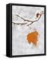 Lone Leaf Clings to a Snow-Covered Sycamore Tree Branch-Dennis Flaherty-Framed Stretched Canvas