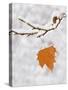 Lone Leaf Clings to a Snow-Covered Sycamore Tree Branch-Dennis Flaherty-Stretched Canvas