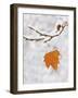 Lone Leaf Clings to a Snow-Covered Sycamore Tree Branch-Dennis Flaherty-Framed Photographic Print