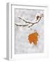 Lone Leaf Clings to a Snow-Covered Sycamore Tree Branch-Dennis Flaherty-Framed Photographic Print