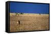Lone Lioness in Savanna-Paul Souders-Framed Stretched Canvas