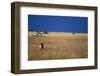 Lone Lioness in Savanna-Paul Souders-Framed Photographic Print