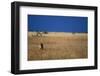 Lone Lioness in Savanna-Paul Souders-Framed Photographic Print