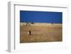 Lone Lioness in Savanna-Paul Souders-Framed Photographic Print