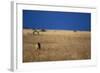 Lone Lioness in Savanna-Paul Souders-Framed Photographic Print