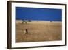 Lone Lioness in Savanna-Paul Souders-Framed Photographic Print