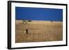 Lone Lioness in Savanna-Paul Souders-Framed Photographic Print