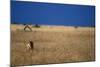 Lone Lioness in Savanna-Paul Souders-Mounted Photographic Print