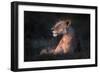 Lone Lioness-Xavier Ortega-Framed Photographic Print