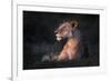 Lone Lioness-Xavier Ortega-Framed Photographic Print