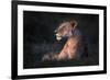 Lone Lioness-Xavier Ortega-Framed Photographic Print