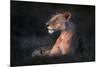 Lone Lioness-Xavier Ortega-Mounted Photographic Print