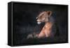 Lone Lioness-Xavier Ortega-Framed Stretched Canvas