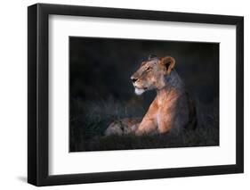 Lone Lioness-Xavier Ortega-Framed Photographic Print