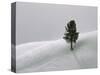 Lone Lodgepole Pine in the Snow-George Lepp-Stretched Canvas