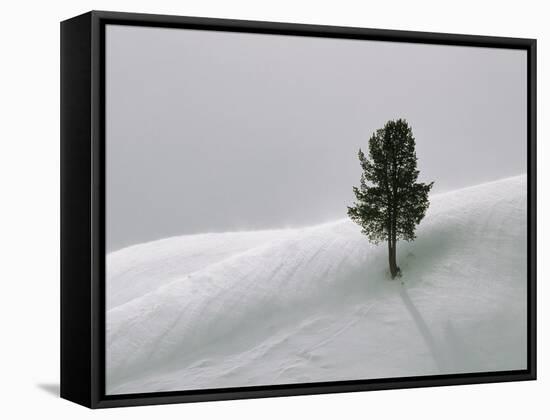 Lone Lodgepole Pine in the Snow-George Lepp-Framed Stretched Canvas