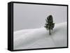 Lone Lodgepole Pine in the Snow-George Lepp-Framed Stretched Canvas