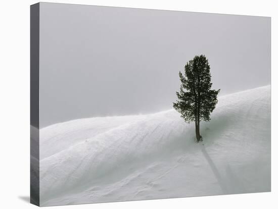 Lone Lodgepole Pine in the Snow-George Lepp-Stretched Canvas