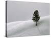 Lone Lodgepole Pine in the Snow-George Lepp-Stretched Canvas