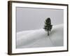 Lone Lodgepole Pine in the Snow-George Lepp-Framed Photographic Print